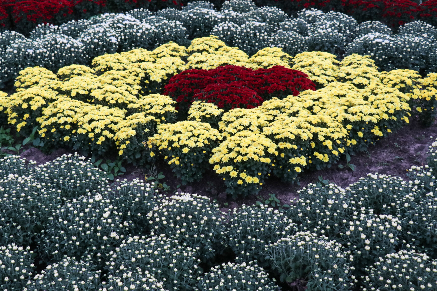 South Oval Mums